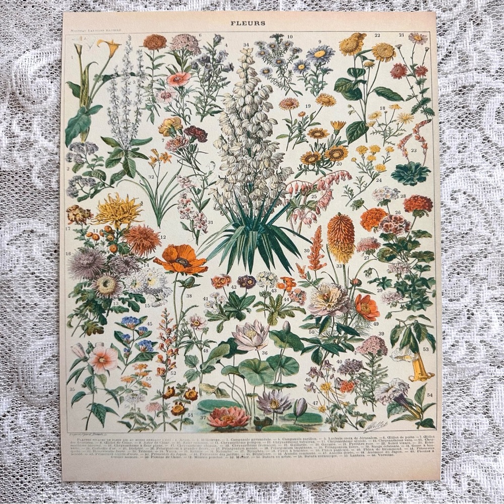 Vintage Scientific French "Fleurs" (Flowers) Floral Chart Print 8x10 4/5 - Picture 3 of 8